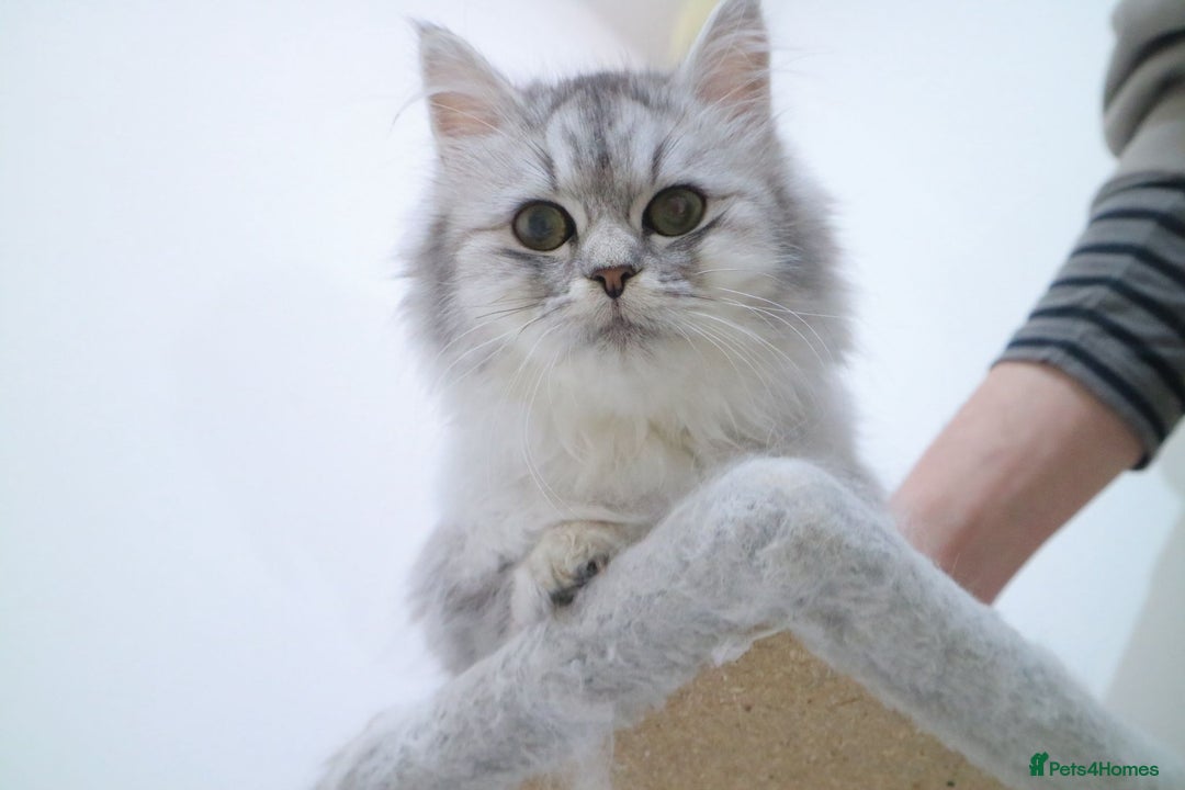 Persian cats for sale: Persian kitten 2 boys and 1 girl left - Advert 6