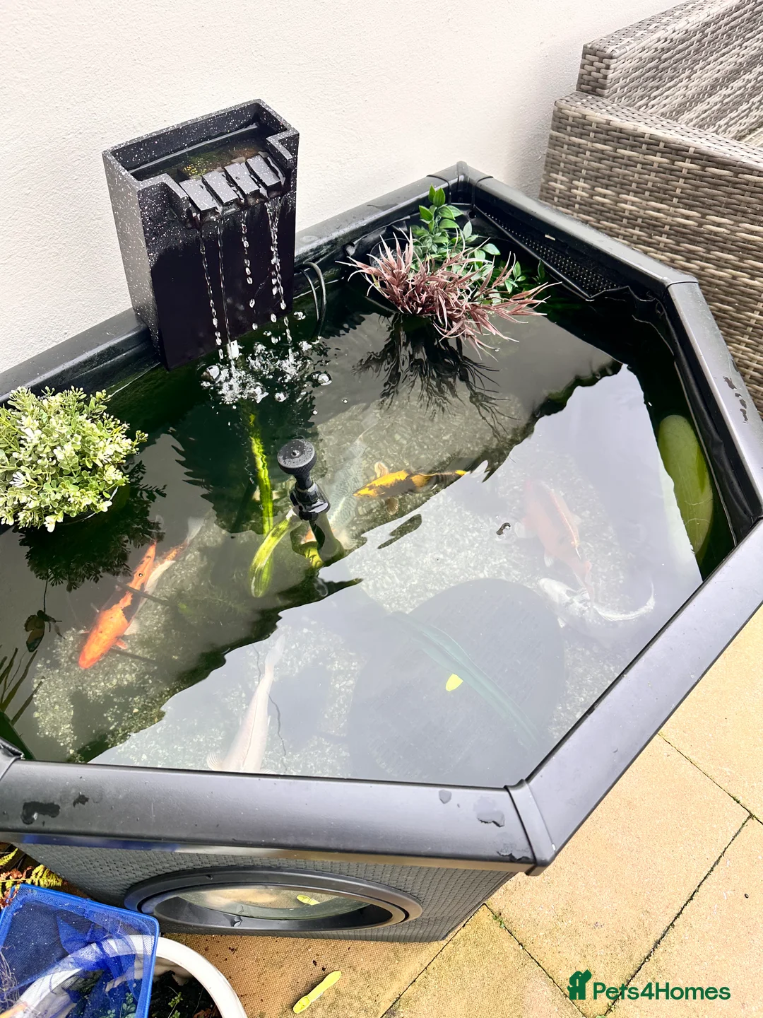 Koi Carp fish for sale: Koi carp various colours  - Advert 1