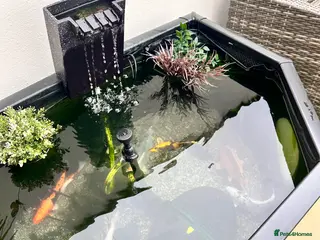 Koi Carp fish Koi carp various colours - Advert 1