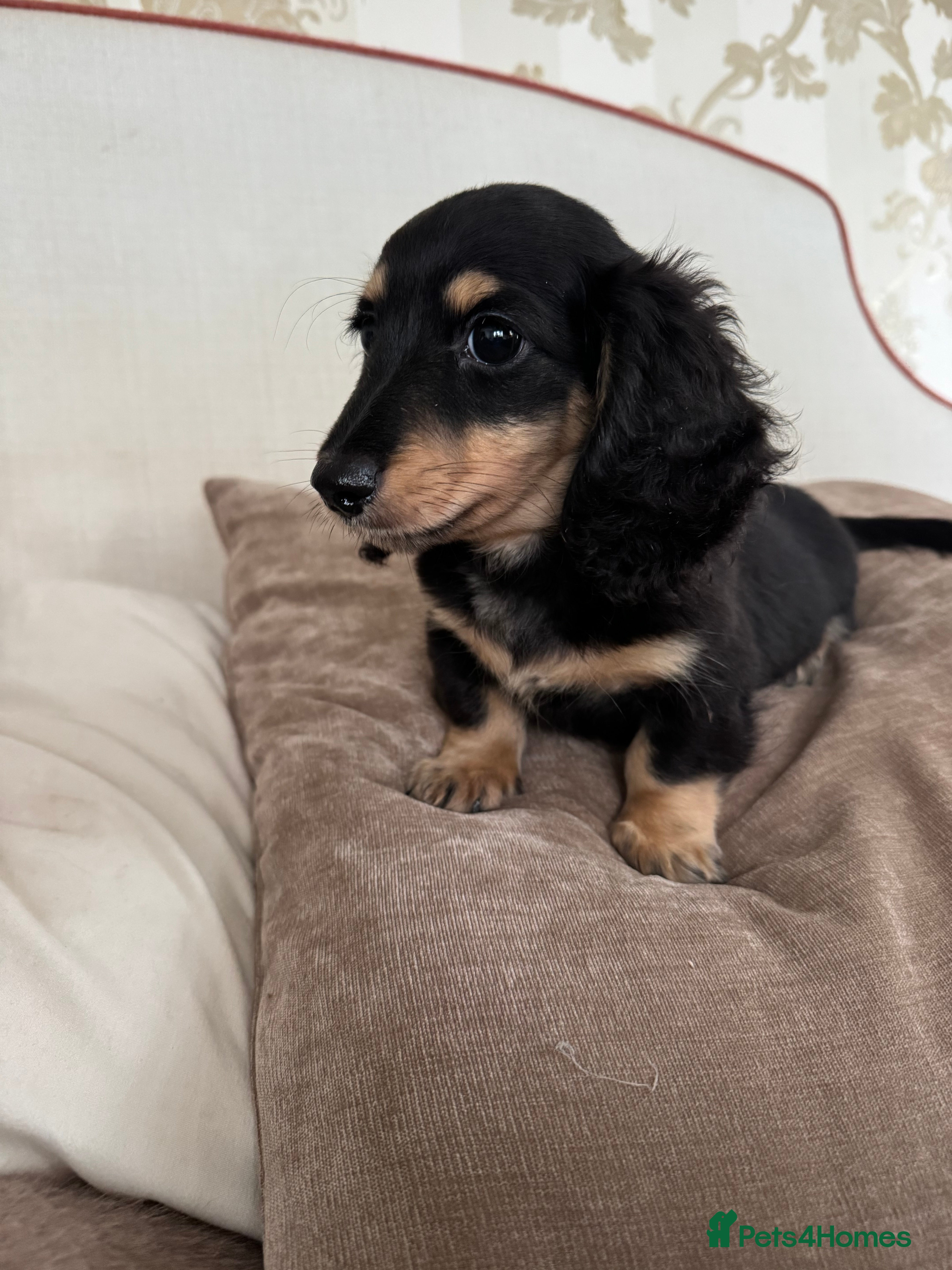 Miniature Dachshund dogs Miniature Dachshunds longhaired puppies - Advert 4