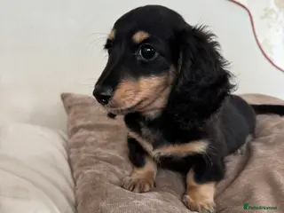 Miniature Dachshund dogs Miniature Dachshunds longhaired puppies - Advert 4
