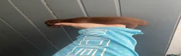 Dachshund dogs for sale: Dachshund puppies  - Advert 5