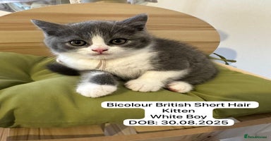 British Shorthair cats - Advert 3