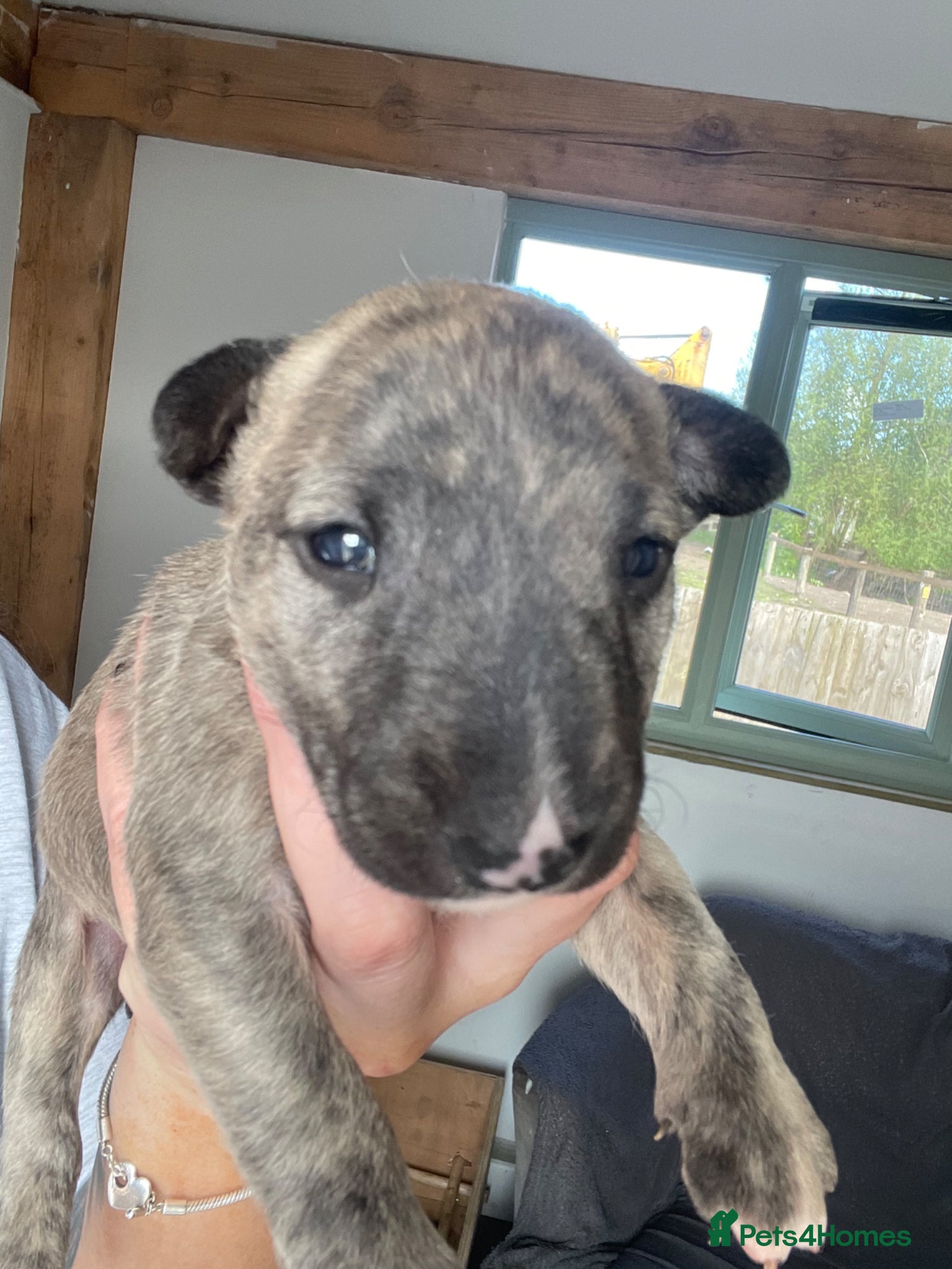 English Bull Terrier dogs for sale: *One Left* KC Reg English Bull Terrier Pups  - Advert 33