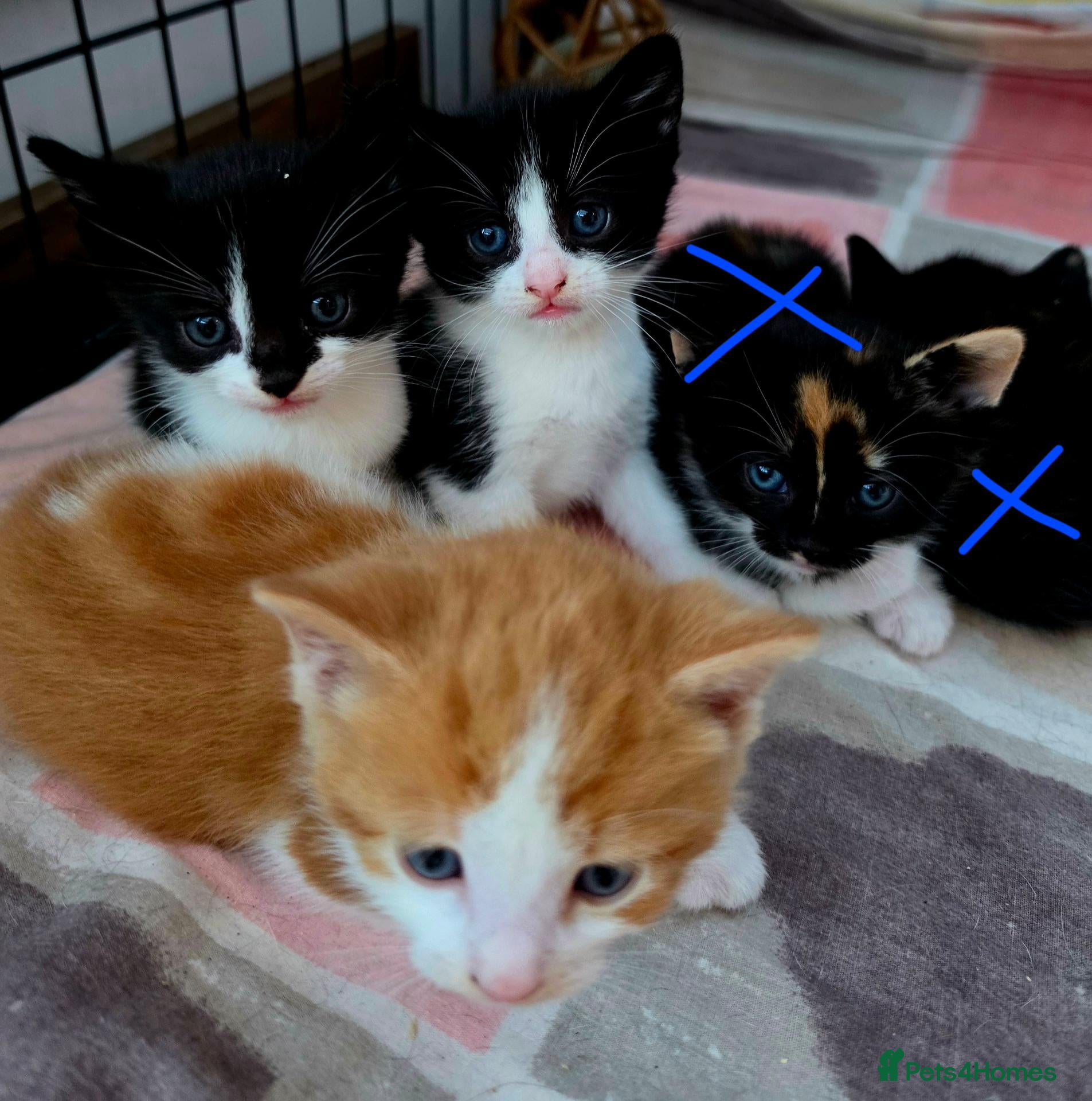 Mixed Breed cats 🐱 Cute Kittens for Sale 🐾  - Advert 11