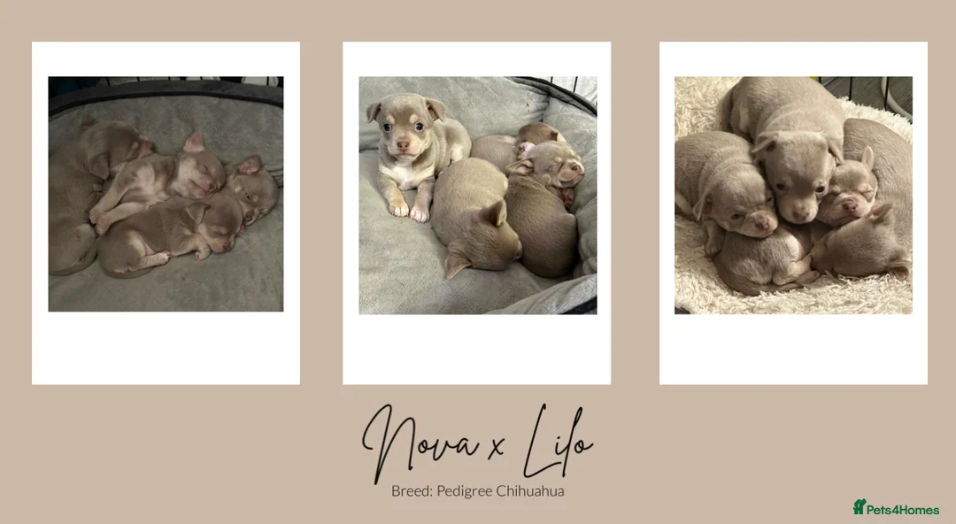 Chihuahua dogs for stud: Unique Chihuahua for Stud 🐾 in Southampton - Advert 33