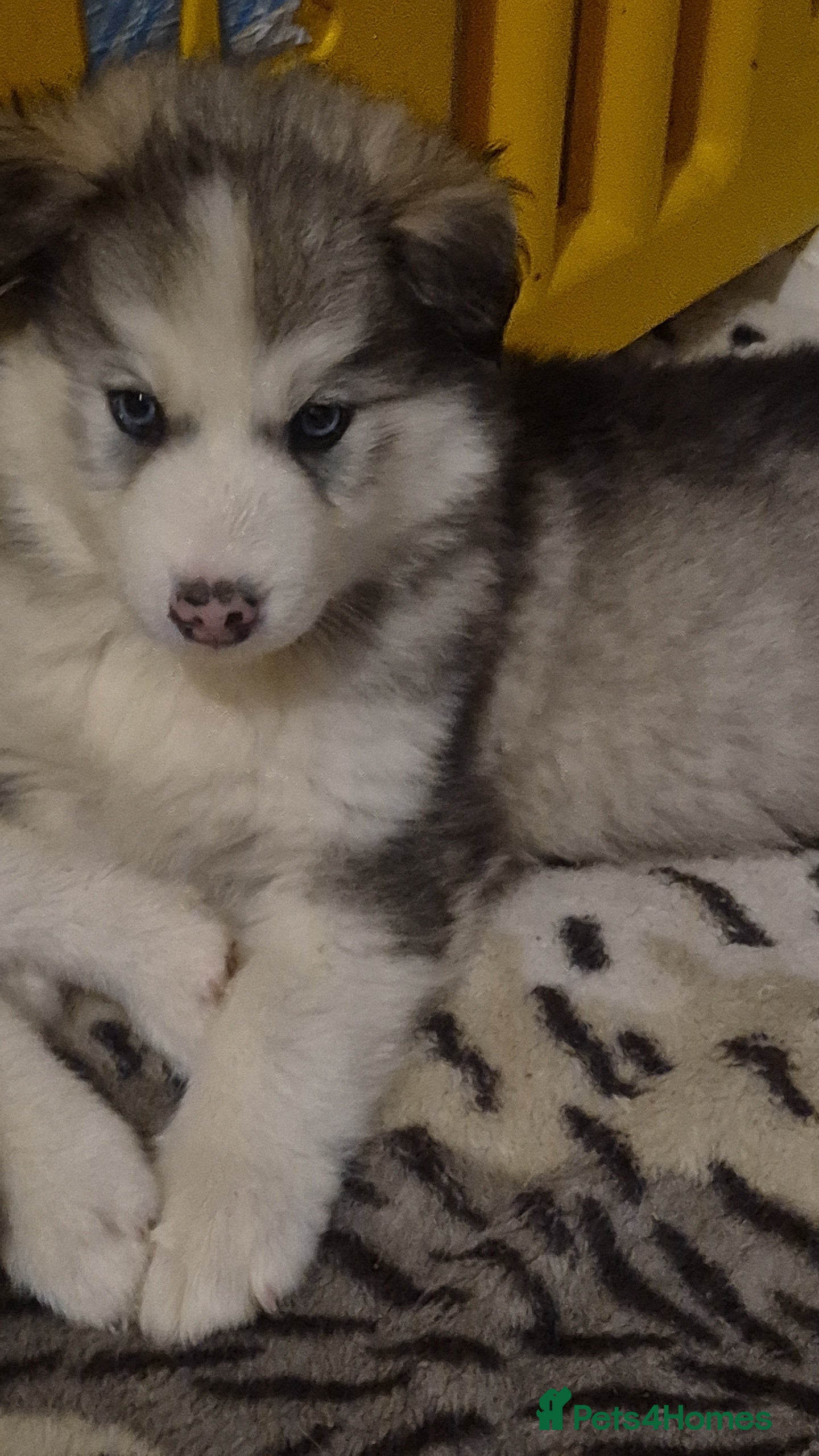 Alaskan Malamute dogs Beautiful husky malmute puppies - Advert 1