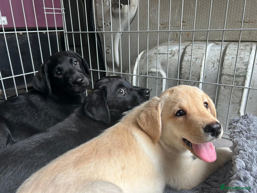 Labrador Retriever dogs for sale: Kc registered Labrador puppies  - Image 2