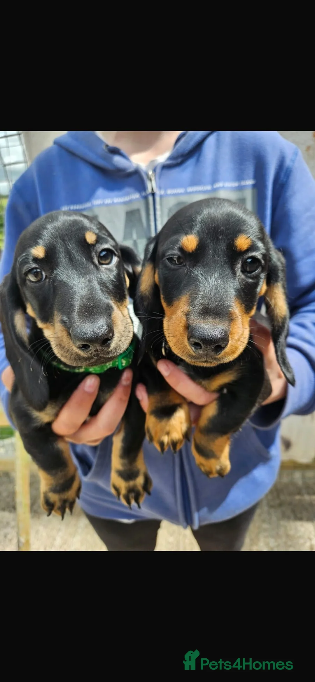 Dachshund dogs for sale: Dachshund puppies  - Advert 2