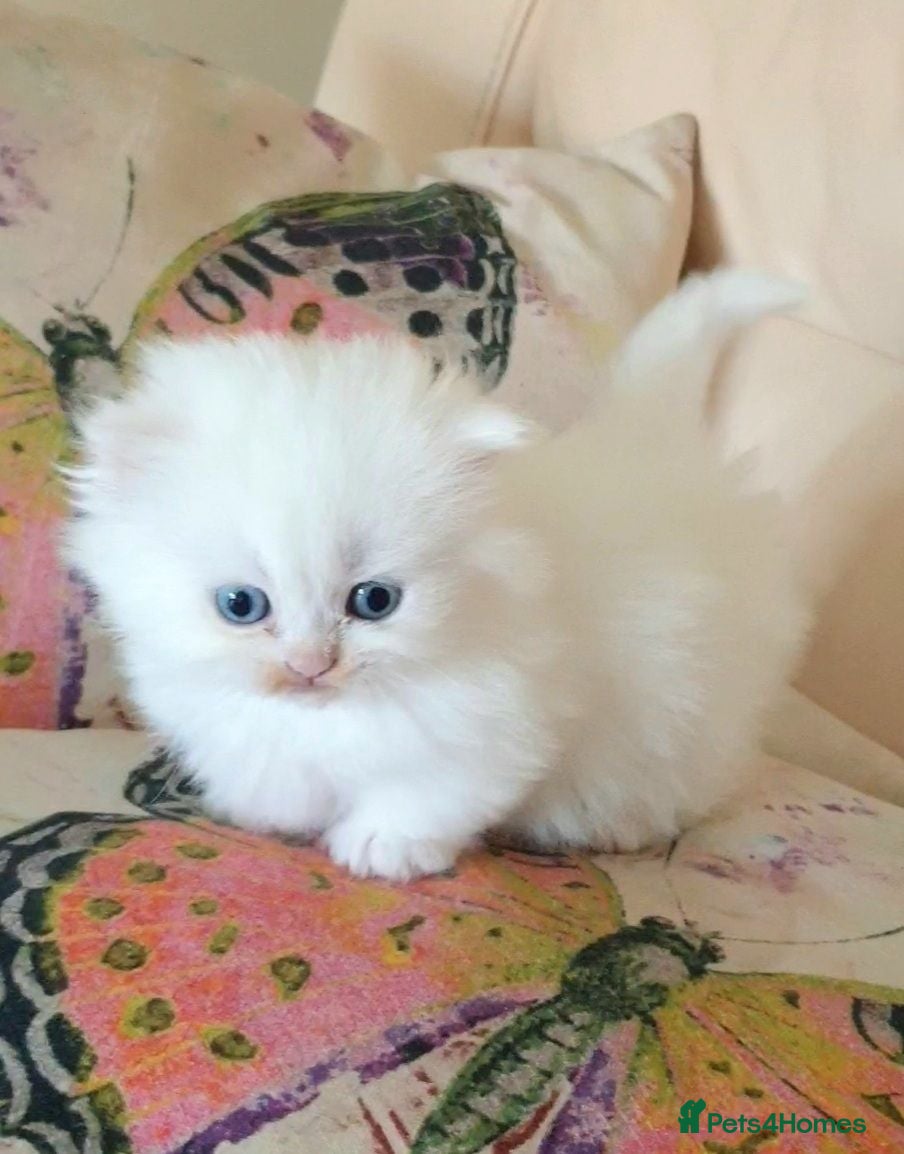 Munchkin cats 'Rughugger'Minuet kittens - Advert 5