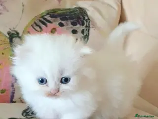 Munchkin cats 'Rughugger'Minuet kittens - Advert 5