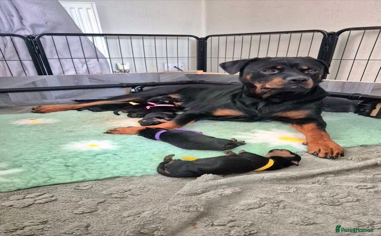Rottweiler dogs - Advert 2