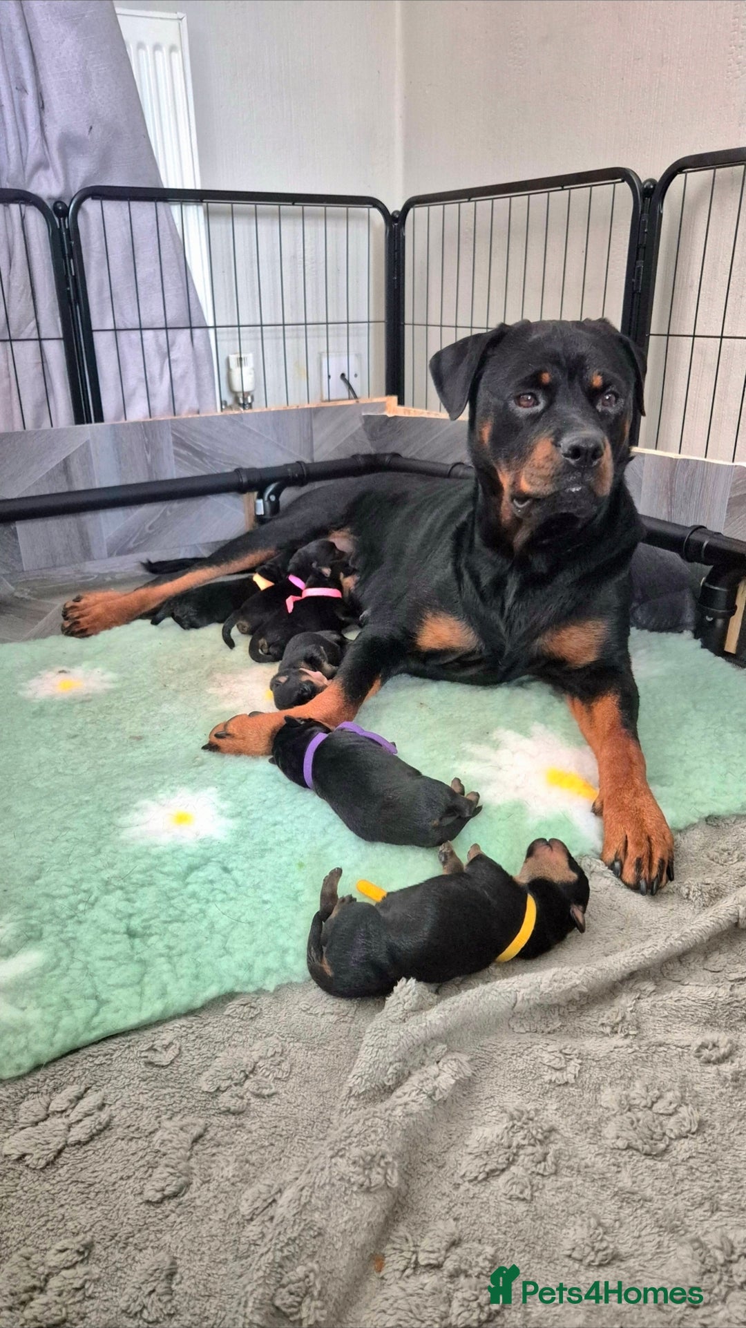 Rottweiler dogs for sale: Rottweiler puppies - Image 14
