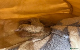 Devon Rex cats for sale: 1 girl left. Stunning Devon Rex GCCF kittens  - Image 4