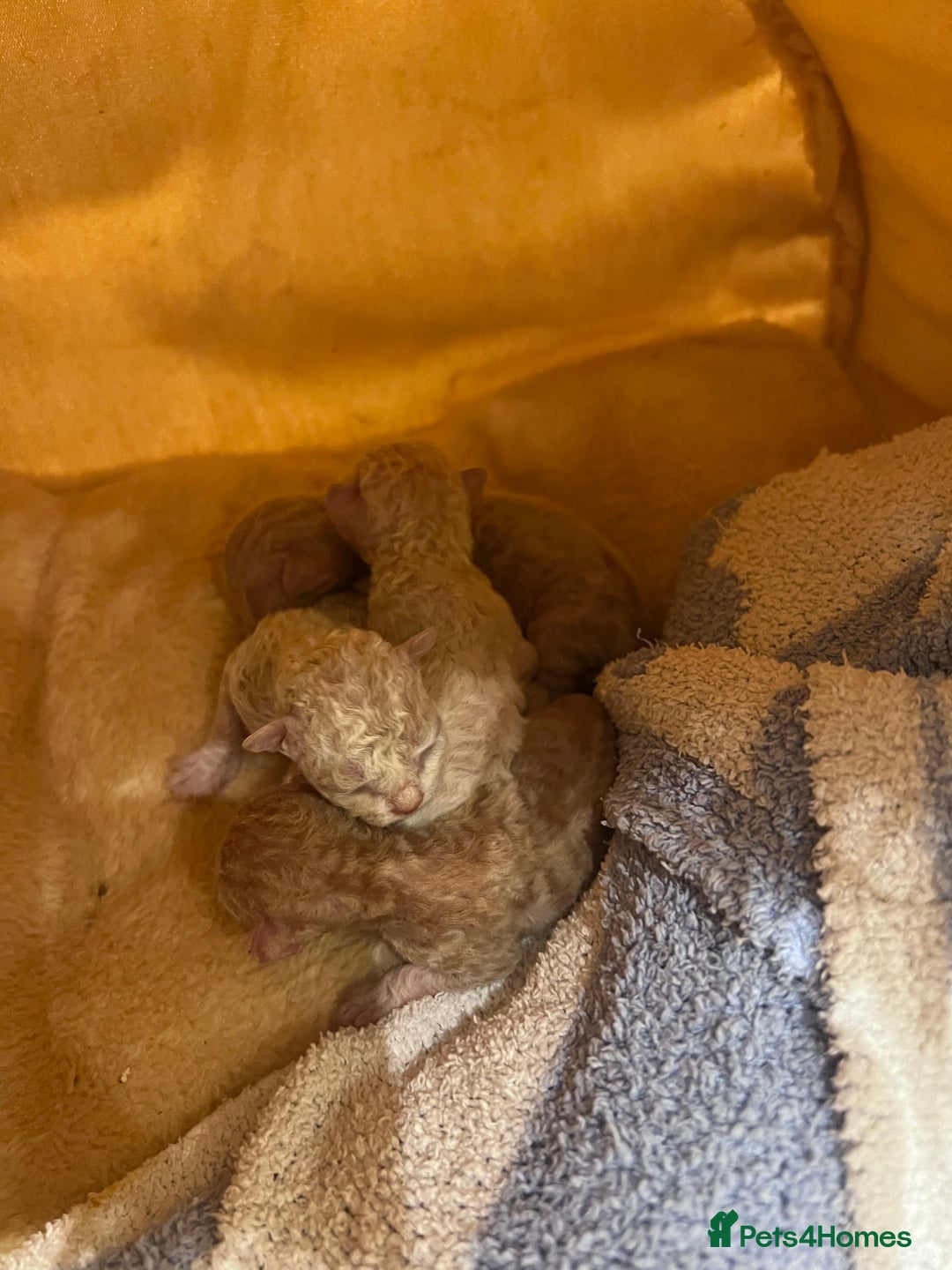 Devon Rex cats for sale: 1 girl left. Stunning Devon Rex GCCF kittens  - Image 4