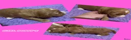 Australian Labradoodle dogs for sale: Fully health tested Australian Labradoodle puppies - Advert 16