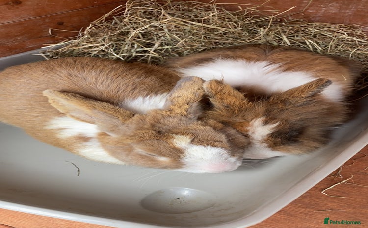 Dutch rabbits - Advert 2