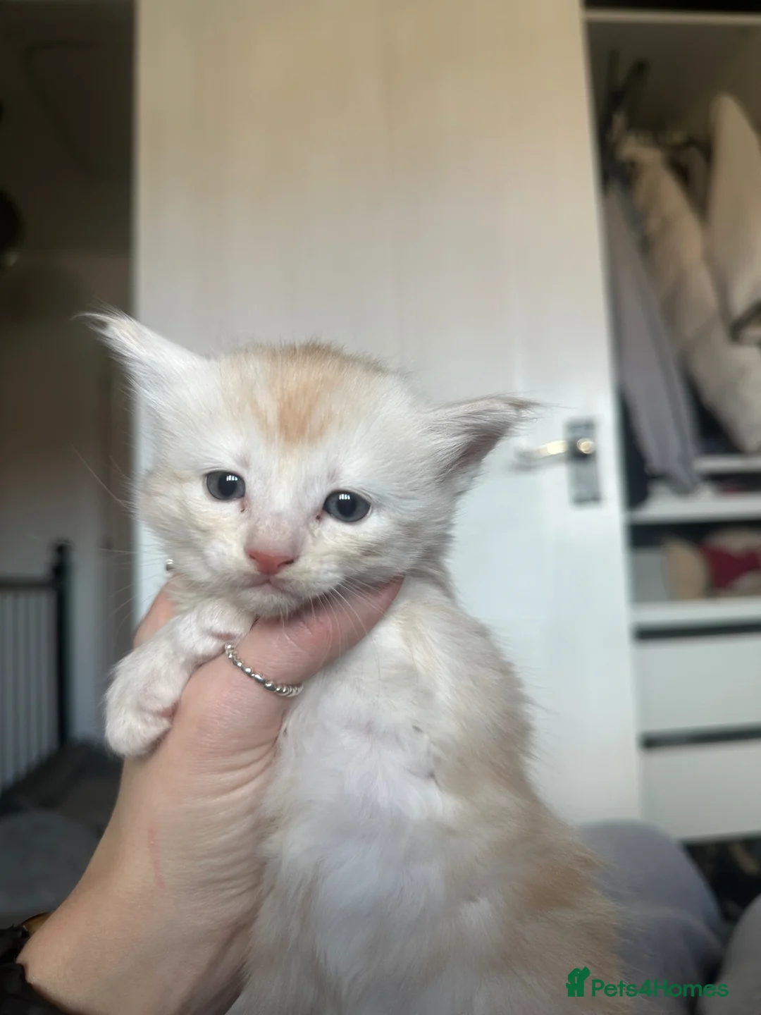 Mixed Breed cats for sale: Half Maine Coon Female Ginger kitten  - Advert 11