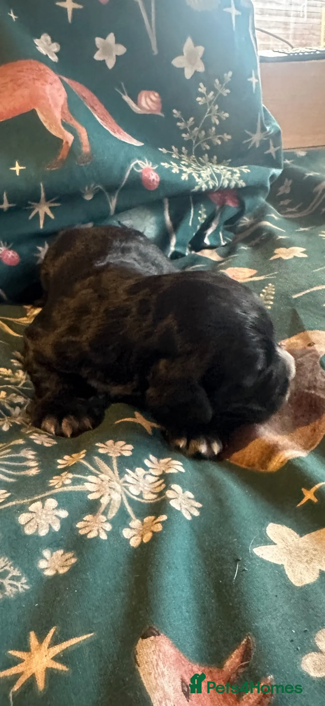 Cocker Spaniel dogs for sale: Working Cocker Spaniel puppies  - Advert 14
