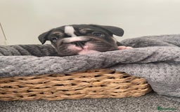 Mixed Breed dogs for sale: English bulldog French bulldog mix  - Image 4