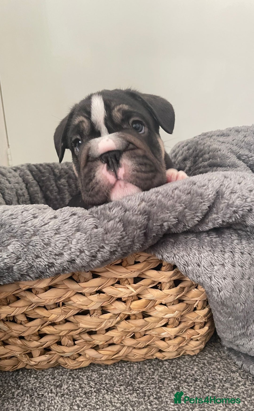 Mixed Breed dogs for sale: English bulldog French bulldog mix  - Image 4
