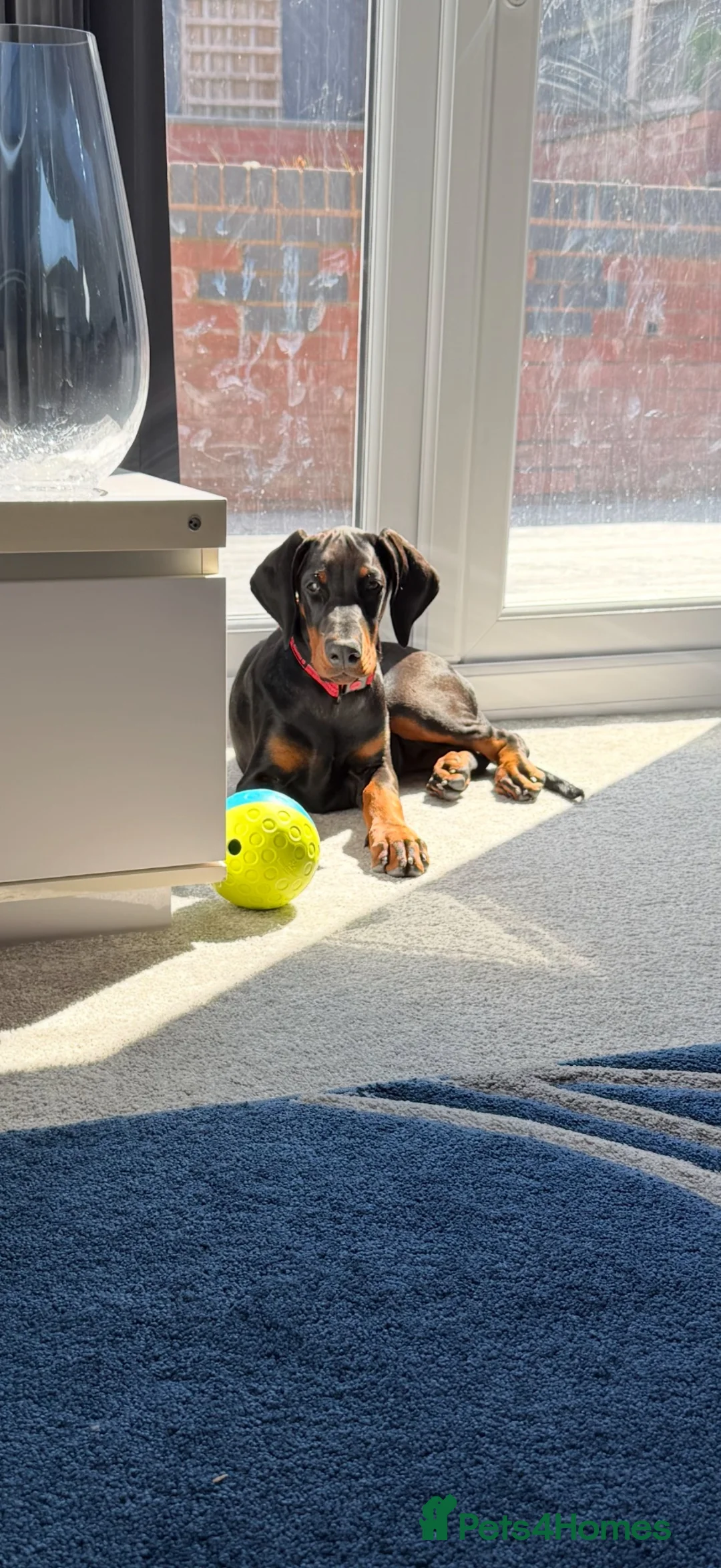 Dobermann dogs for sale: 15 week old (started) Doberman puppy female  - Advert 2