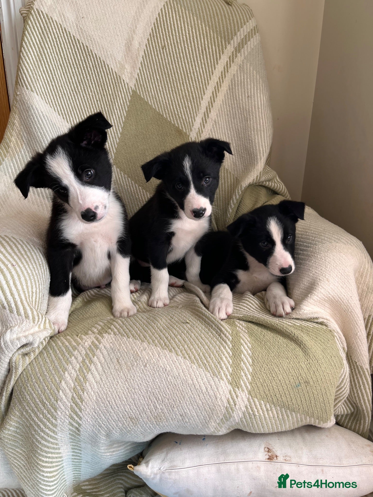 Border Collie dogs KC/ISDS Registered Beautiful Border Collie Pups - Advert 1