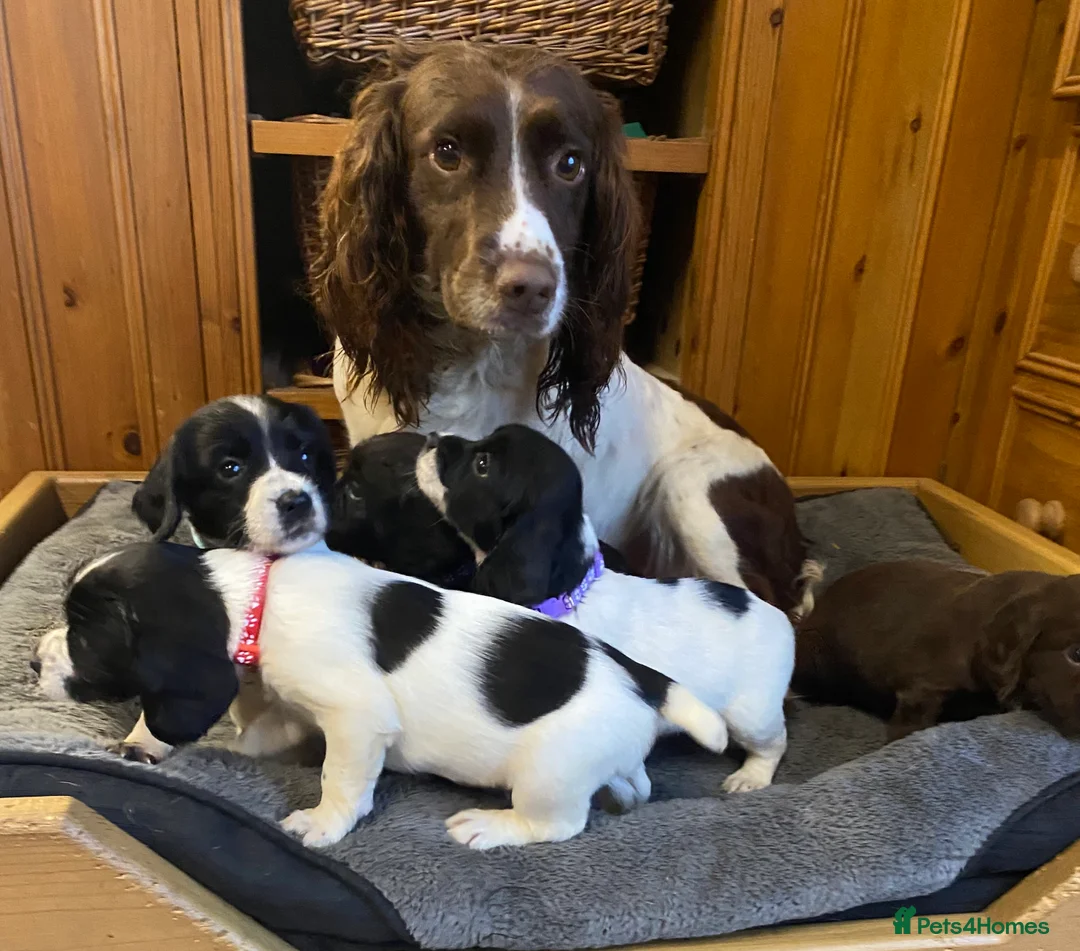 Sprocker dogs for sale: Superb litter of Sprocker Spaniels - Advert 4