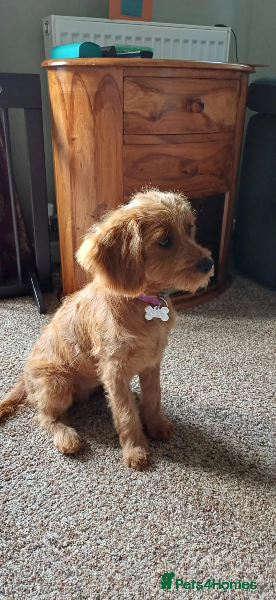 Cavapoo dogs for sale: CAVAPOO Female - Advert 2