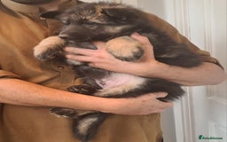 German Shepherd dogs for sale: German shepherd's long hair - Image 3