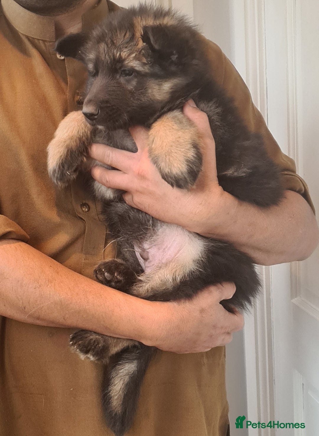 German Shepherd dogs for sale: German shepherd's long hair - Image 3