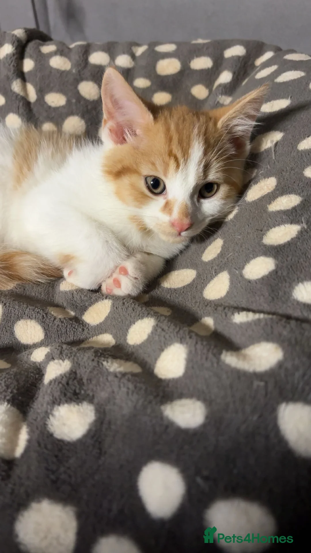 Mixed Breed cats for sale: X3 beautiful ginger kittens - ready to leave - Advert 11