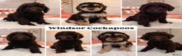 Cockapoo dogs for sale: Waiting-List Open - DNA Tested Cockapoo Puppies 🧬 - Advert 1