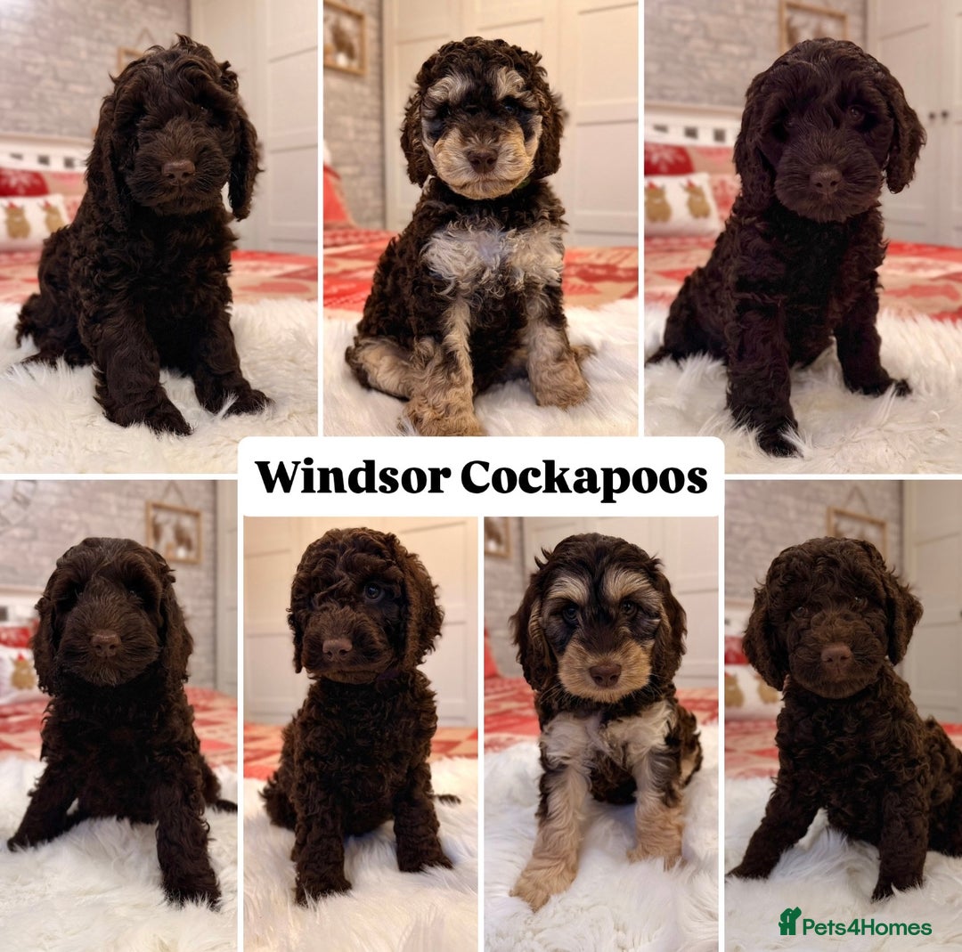 Cockapoo dogs for sale: Waiting-List Open - DNA Tested Cockapoo Puppies 🧬 - Advert 1