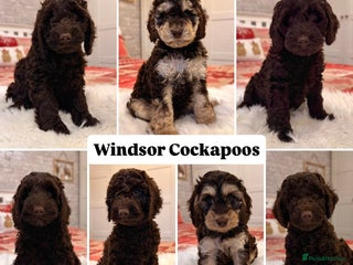 Cockapoo dogs Waiting-List Open - DNA Tested Cockapoo Puppies 🧬 - Advert 10