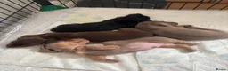 Dachshund dogs for sale: 4 Beautiful Miniature Dachshunds  - Advert 2
