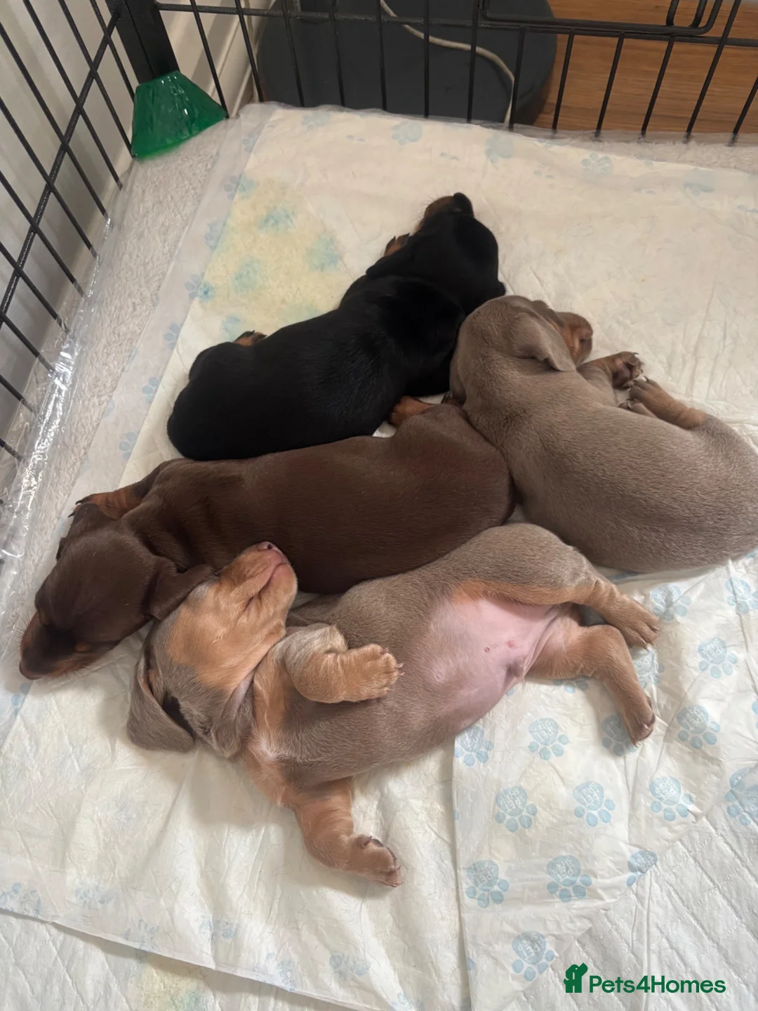Dachshund dogs for sale: 4 Beautiful Miniature Dachshunds  - Advert 2