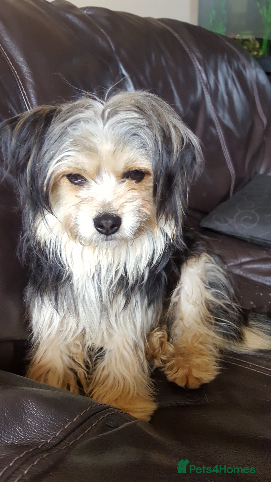 Mixed Breed dogs for sale: COCKAPOO/MORKIE - Advert 13