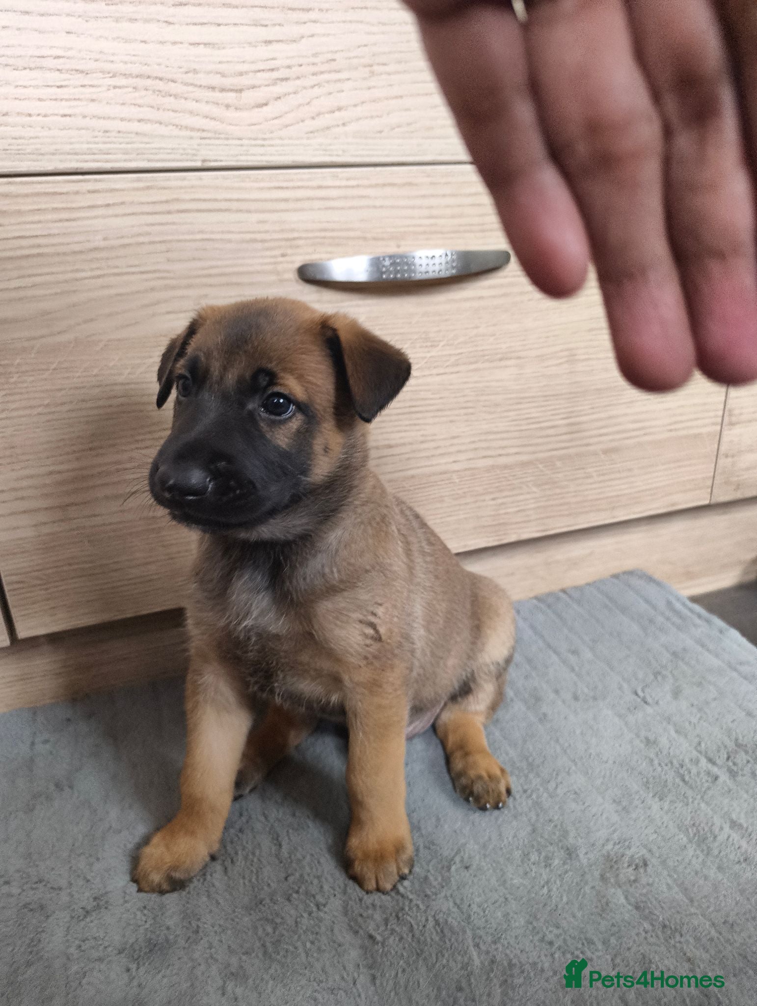 Belgian Shepherd Dog dogs “Belgian Shepherd /malinois Puppy–family Raised  - Advert 1