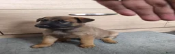 Belgian Shepherd Dog dogs for sale: Belgian Malinois Puppies – Family Raised in Ilkeston - Advert 3