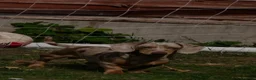 Miniature Dachshund dogs for stud: 6 generation KC stud - Advert 4