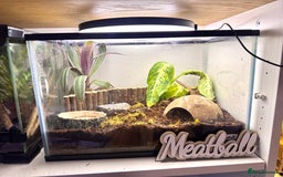 Frog reptiles for sale: Cute Strawberry Pac-Man frog  - Image 3