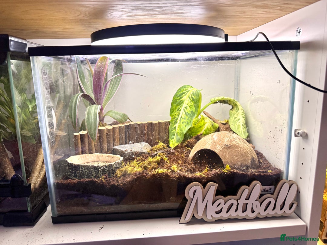Frog reptiles for sale: Cute Strawberry Pac-Man frog  - Image 3