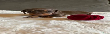 Miniature Dachshund 5