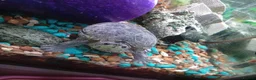 Turtle reptiles for sale: 3 x Musk turtles - Advert 1
