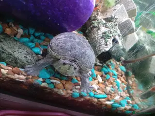 Turtle reptiles 3 x Musk turtles - Advert 6
