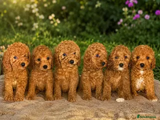 Cavapoo dogs Beautiful fox red cavapoo puppys - Advert 12