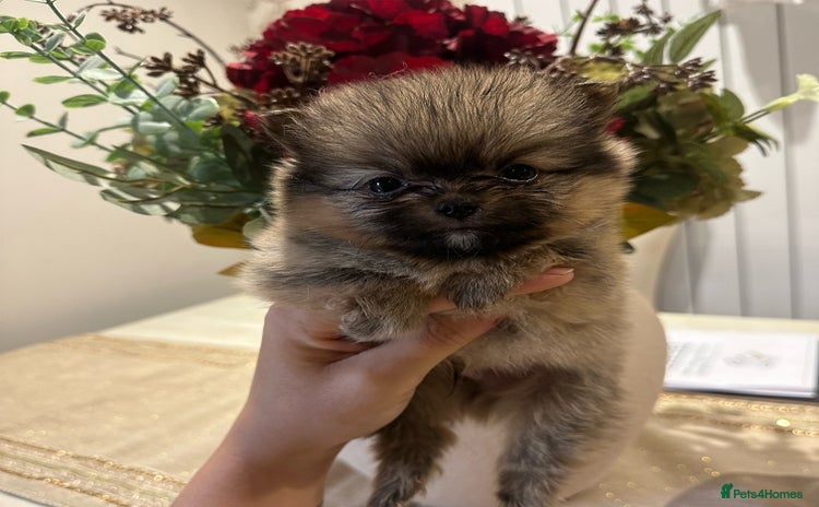 Pomeranian dogs - Advert 10