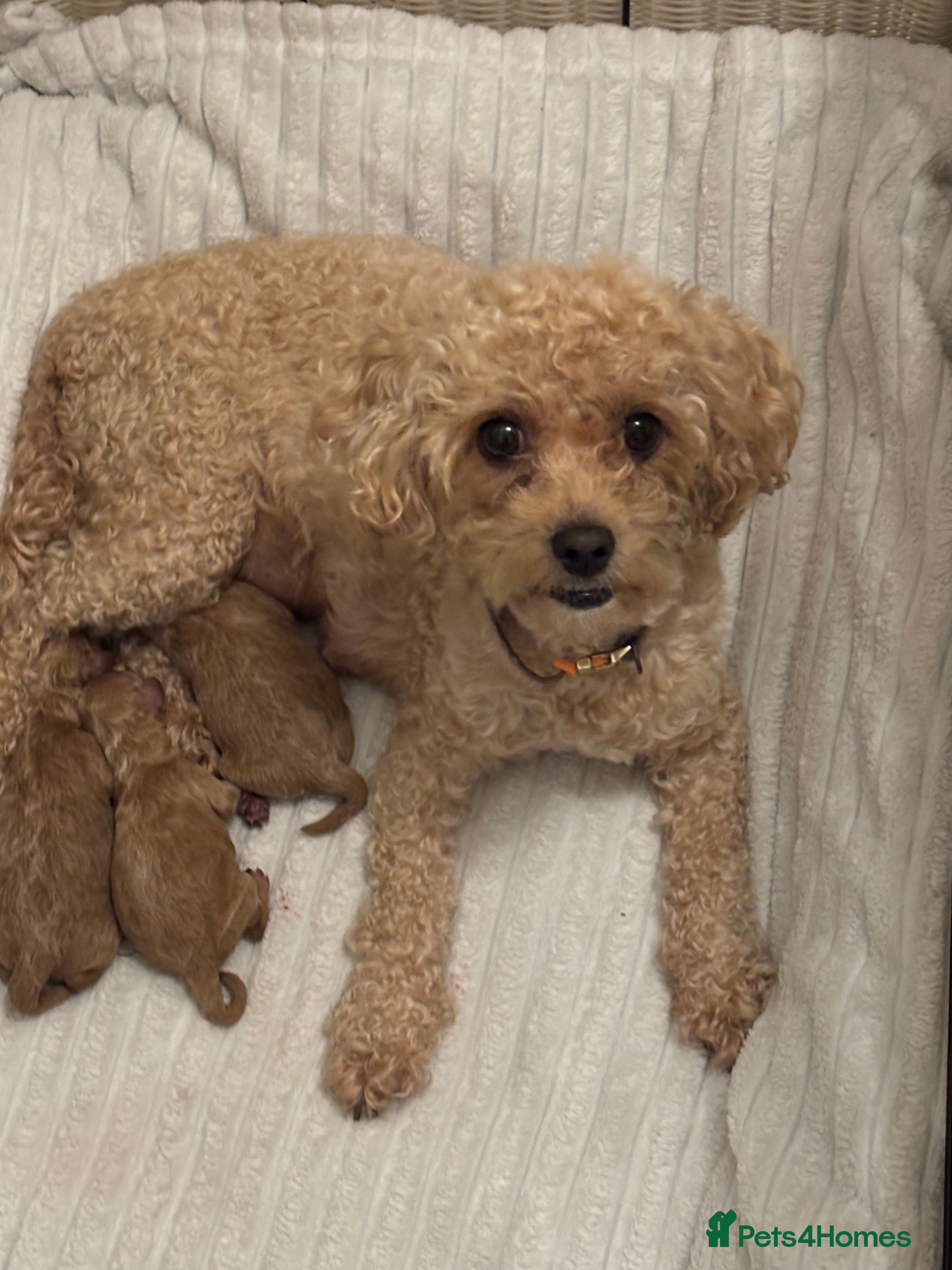 Toy Poodle dogs Toy poodles for sale - Advert 1