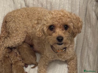 Toy Poodle dogs Toy poodles for sale - Advert 3